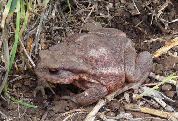 Rospetto comune - Bufo bufo